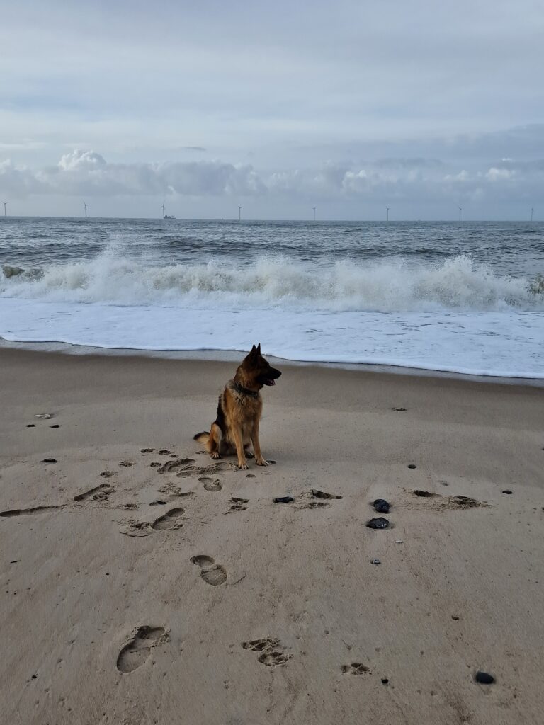 Hundevagt på stranden